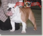 bulldog Anglais CH only red hot chili pepper